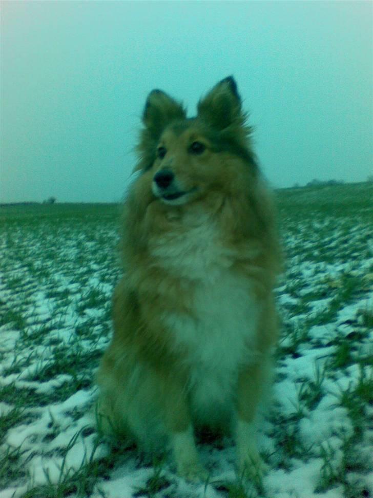 Shetland sheepdog Bia billede 12