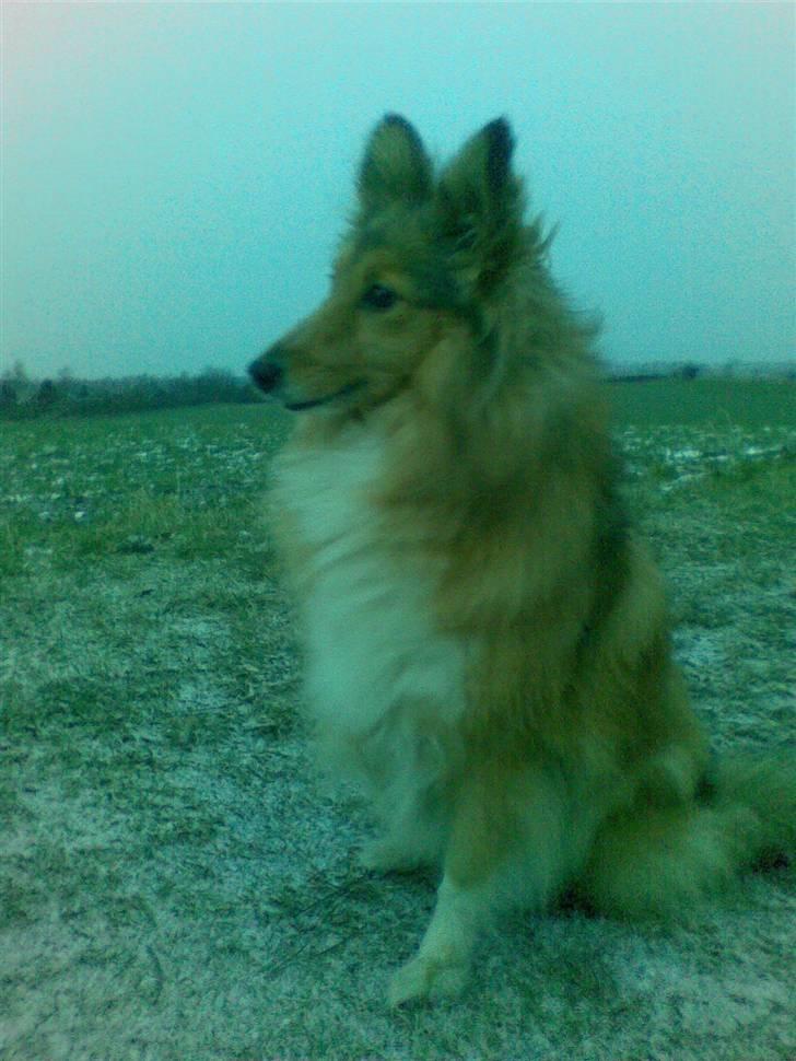 Shetland sheepdog Bia billede 13