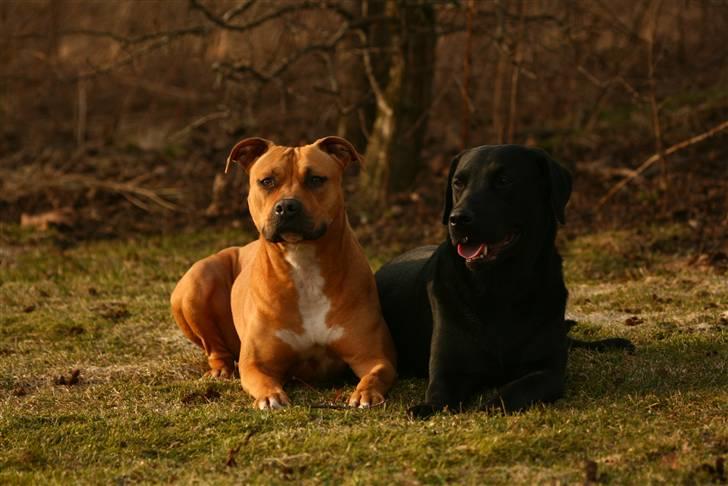 Amerikansk staffordshire terrier Chico billede 13