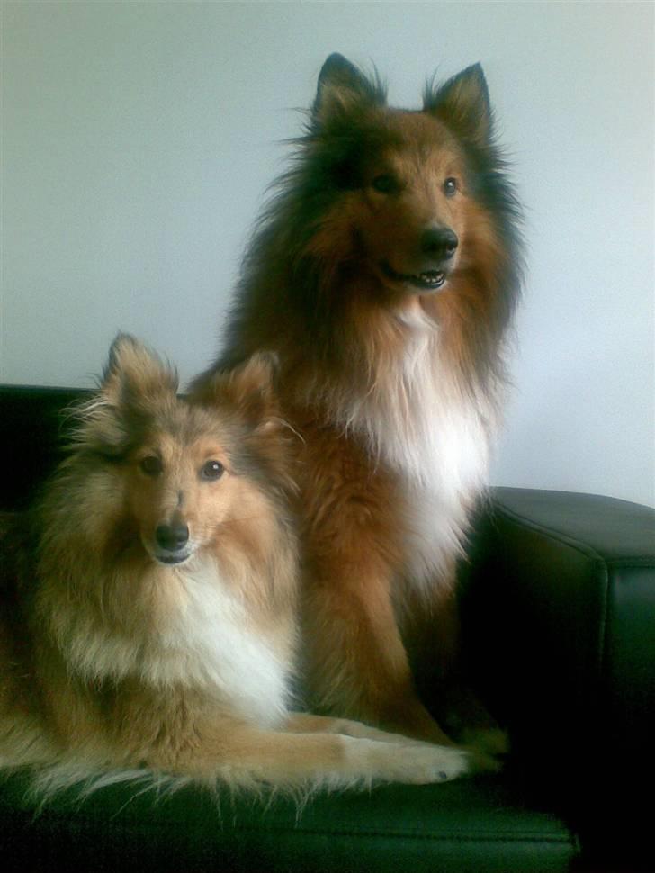 Shetland sheepdog Bia billede 14