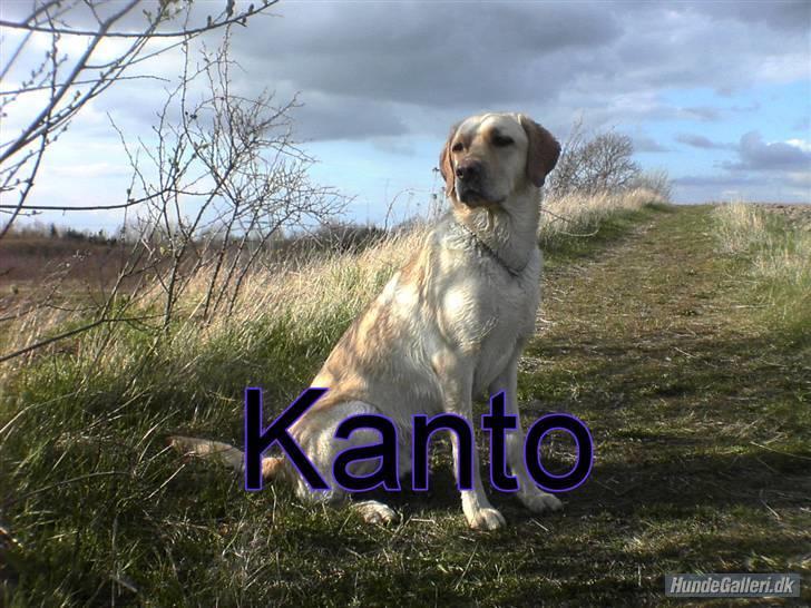 Labrador retriever Kanto  billede 1
