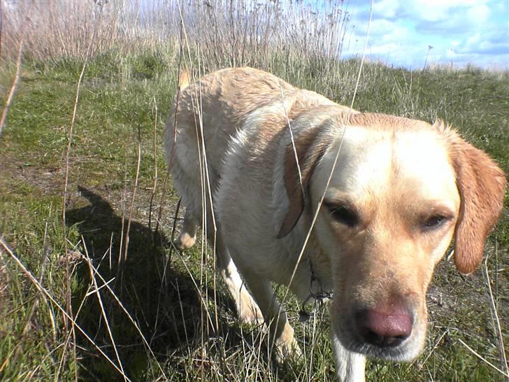 Labrador retriever Kanto  billede 2