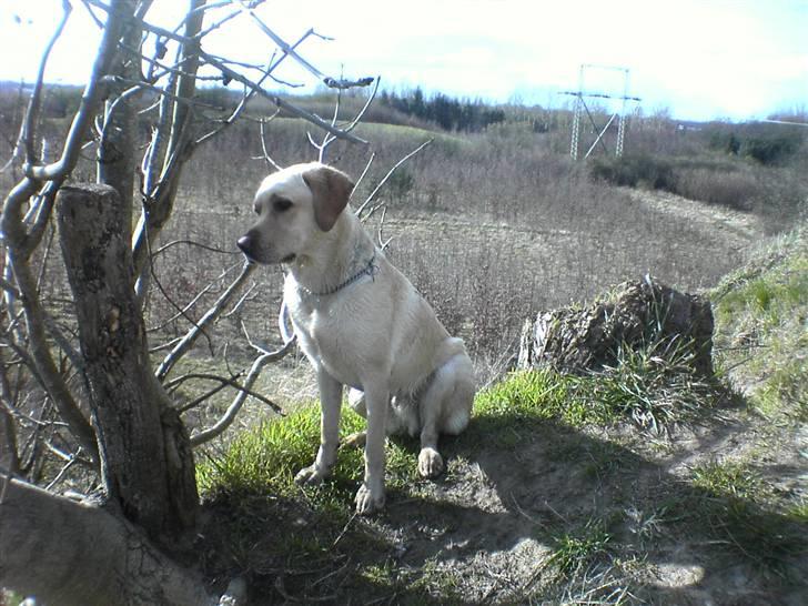 Labrador retriever Kanto  billede 3