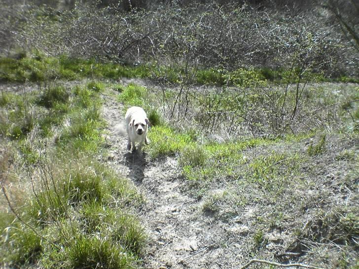 Labrador retriever Kanto  billede 4