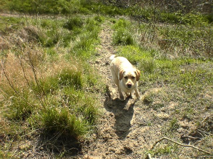 Labrador retriever Kanto  billede 5