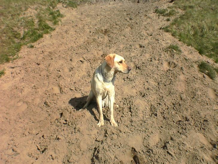 Labrador retriever Kanto  billede 6