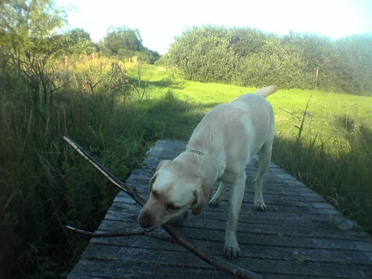 Labrador retriever Kanto  billede 7