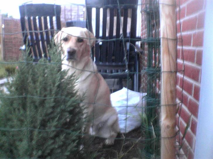 Labrador retriever Kanto  billede 8