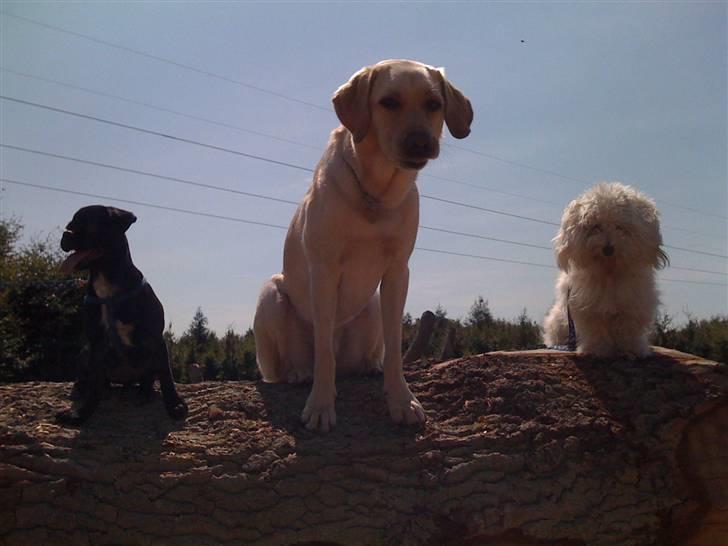 Labrador retriever Kanto  billede 9