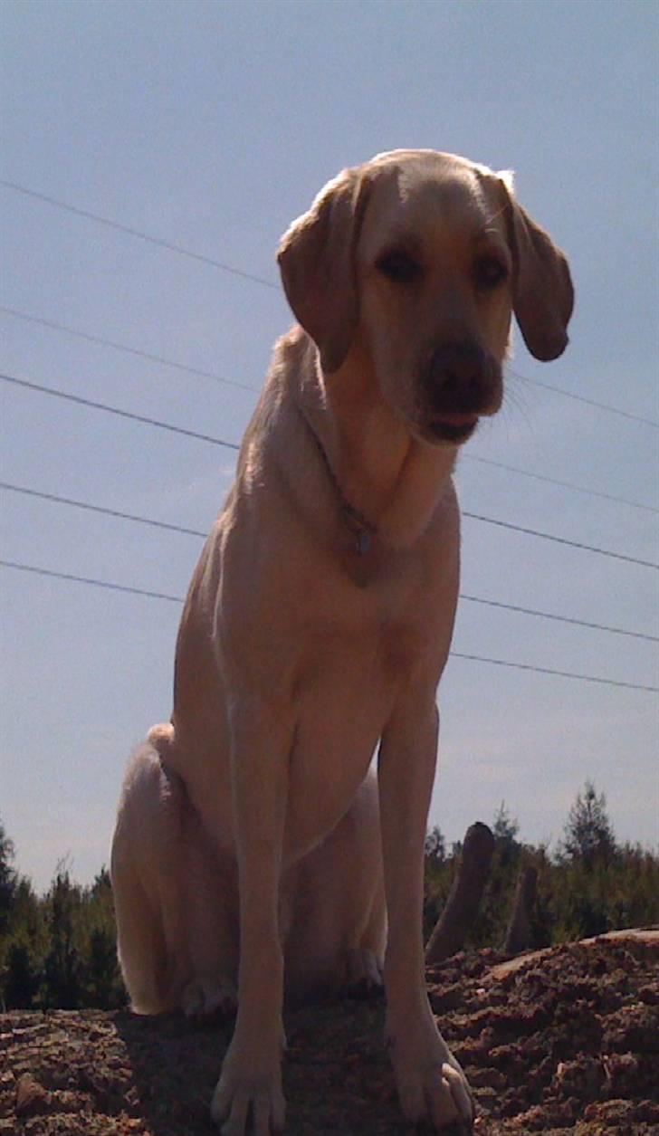 Labrador retriever Kanto  billede 10