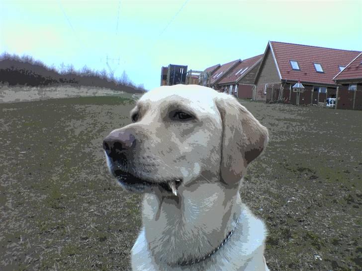 Labrador retriever Kanto  billede 11