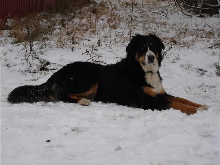 Berner sennenhund Bella billede 12