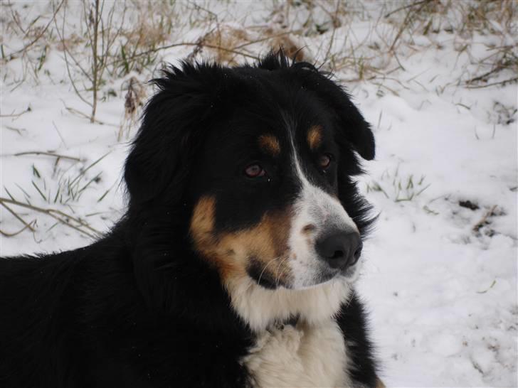 Berner sennenhund Bella billede 13