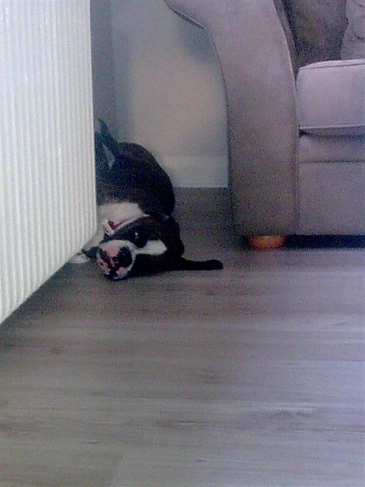 Boxer Nanna - Nanna´s ynglingsstilling at sove - på ryggen med benene op ad væggen i hullet mellem sofaen og væggen. Det er også her alt hendes legetøj skal smides ind (altså under sofaen) og så sidder hun og piver over hun ik kan få det ud billede 15