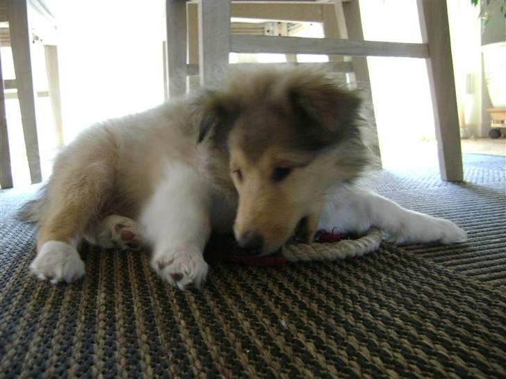 Collie langhåret Misha - Umm, den smager godt billede 1