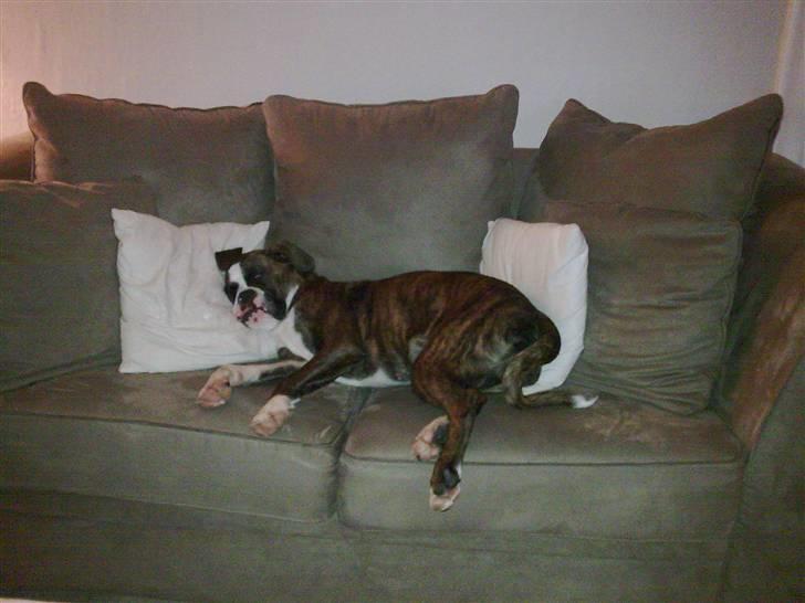 Boxer Nanna - Nanna har lige været syg med kennelhoste og med 40 i feber. Da havde vi i 3 dage en MEGET rolig hund, som slet ikke havde lyst til andet end at sove og derfor fik hun lov til at putte i sofaen :0) billede 16