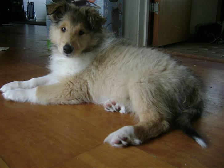 Collie langhåret Misha - Sagde du noget? billede 2