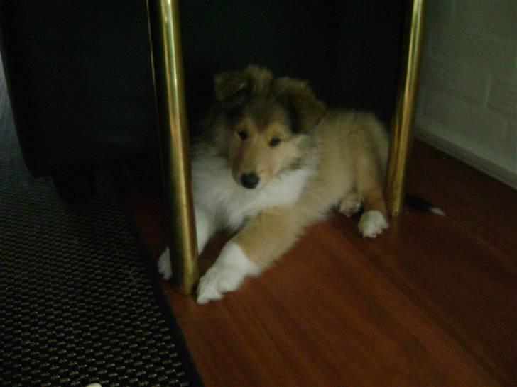 Collie langhåret Misha - Nu er det din tur til at gemme dig Zacho... billede 3