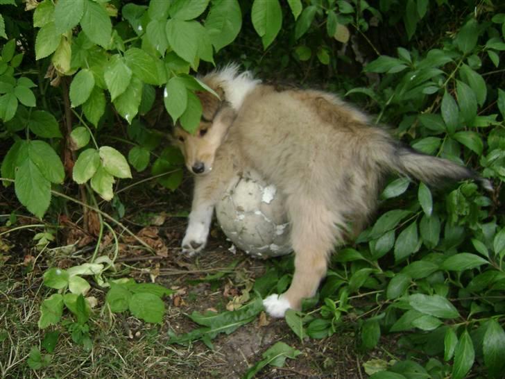 Collie langhåret Misha - Hvor blev bolden af? Jeg så den lige før... billede 4