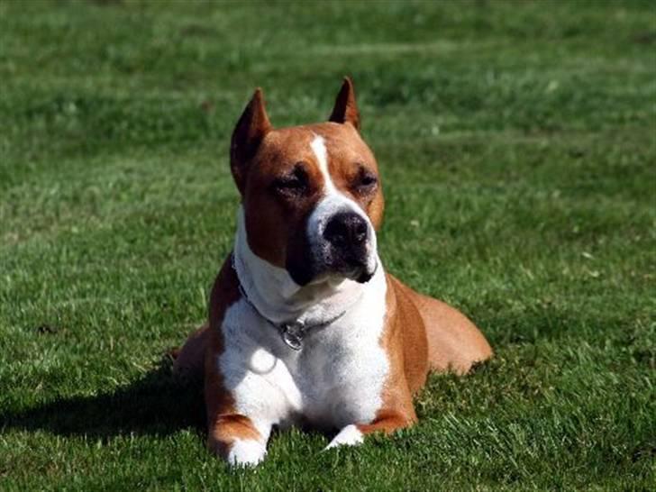 Amerikansk staffordshire terrier Alvarez´s Wild Fire, Nova - Alvarez´s Wild Fire, Nova, Juli 2008. 5 år gammel  billede 1