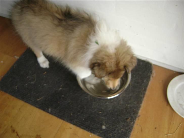 Collie langhåret Misha - Det er godt nok en stor skål!...hiih;D billede 5