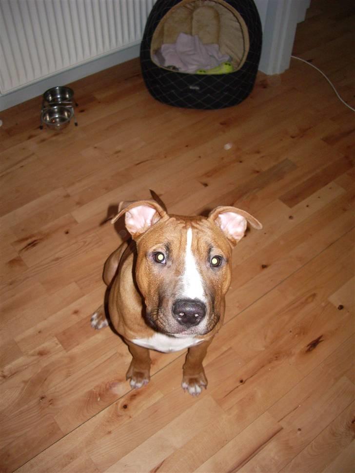 Amerikansk staffordshire terrier Zimba billede 7