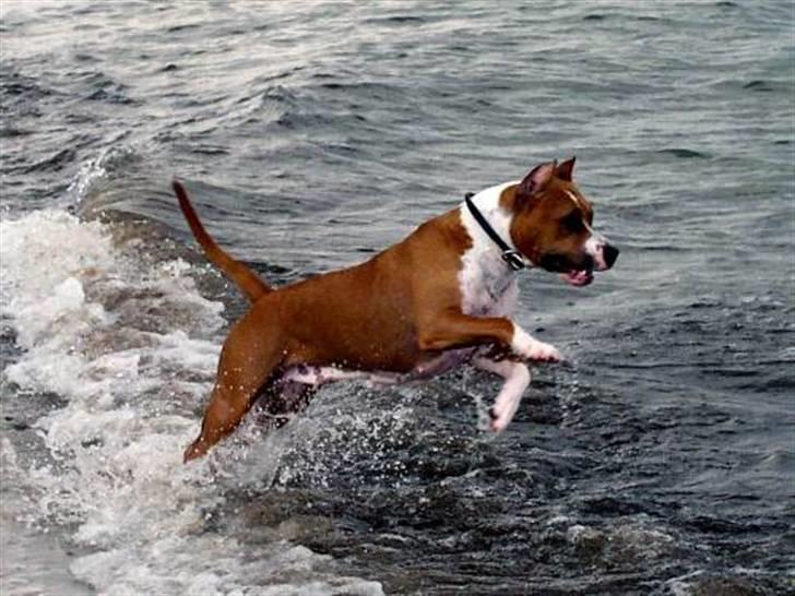 Amerikansk staffordshire terrier Alvarez´s Wild Fire, Nova - Alvarez´s Wild Fire, Nova, Juni 2004. 1 år gammel  billede 2