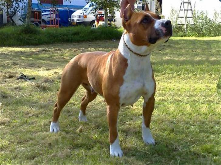 Amerikansk staffordshire terrier Alvarez´s Wild Fire, Nova - Alvarez´s Wild Fire, Nova, August 2007. 4 år gammel  billede 3
