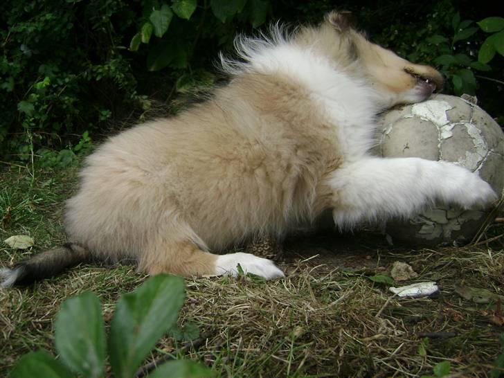 Collie langhåret Misha - Se jeg kan endda bide over den! billede 6