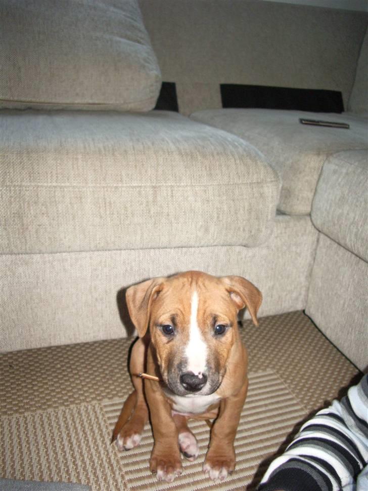 Amerikansk staffordshire terrier Zimba billede 9