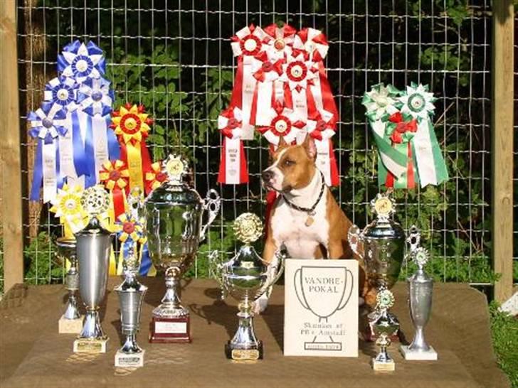 Amerikansk staffordshire terrier Alvarez´s Wild Fire, Nova - Alvarez´s Wild Fire, Nova, 2005. 2 år gammel  billede 4