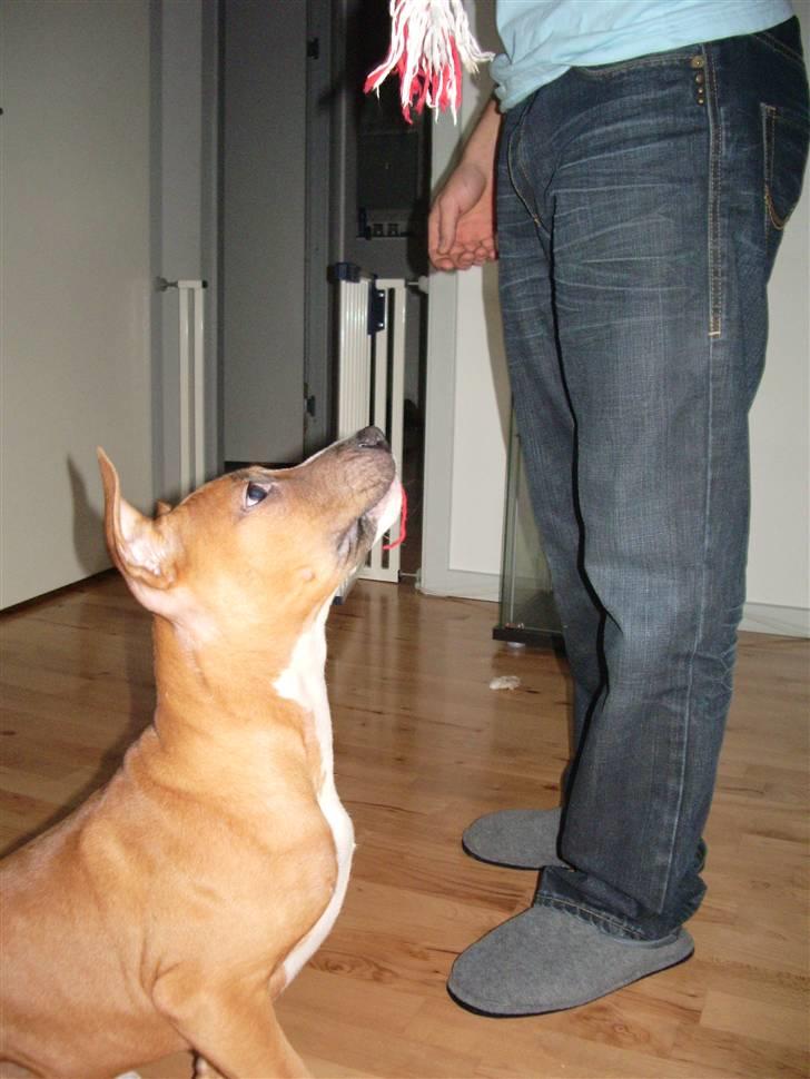 Amerikansk staffordshire terrier Zimba billede 10