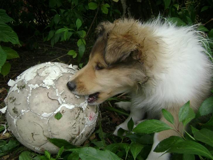 Collie langhåret Misha - Nu hvor jeg har din opmærksomhed, vil du så ikke osse lige spille med mig? billede 7