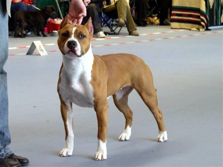 Amerikansk staffordshire terrier Alvarez´s Wild Fire, Nova - Alvarez´s Wild Fire, Nova, 2004. 1 år gammel  billede 5