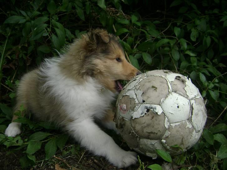 Collie langhåret Misha - En stor mundfuld har man vel lov til at tage... Men den var vidst lidt for stor billede 8
