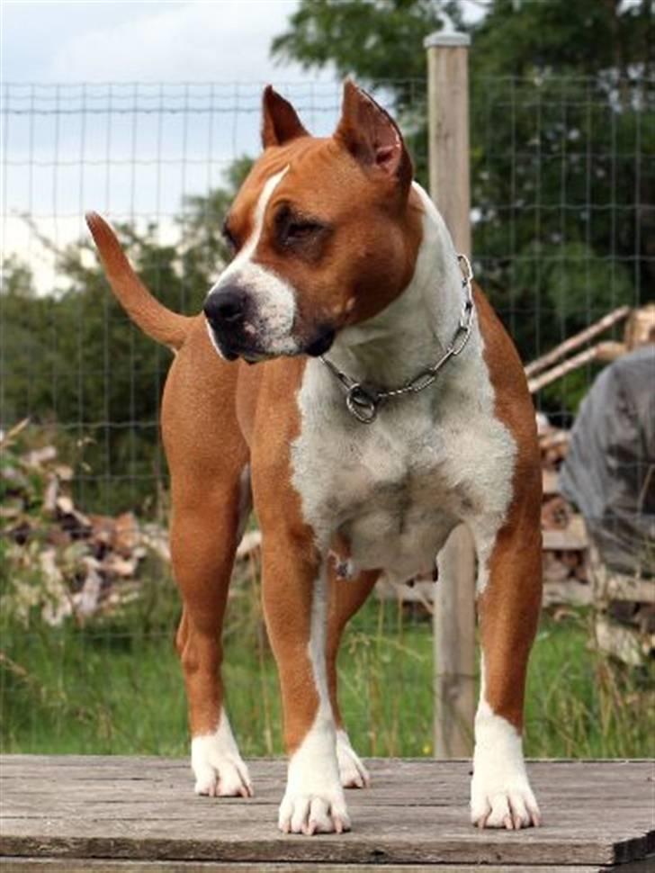 Amerikansk staffordshire terrier Alvarez´s Wild Fire, Nova - Alvarez´s Wild Fire, Nova, Juli 2008. 5 år gammel  billede 7