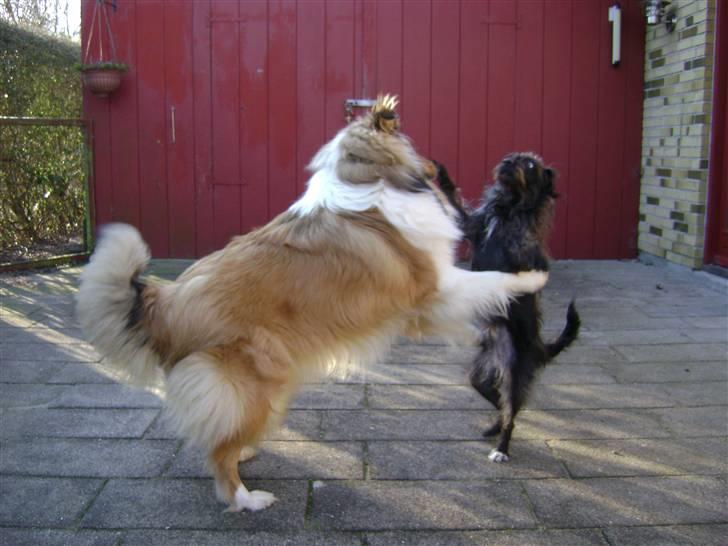 Collie langhåret Misha - Salsa  med Mille, naboens puddel... billede 9
