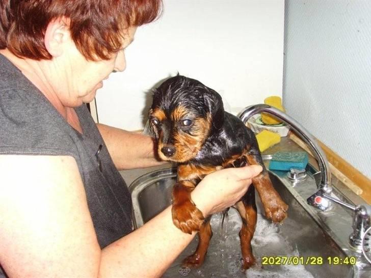 Cavalier king charles spaniel cæsar d 2 - cæsars første bad billede 9