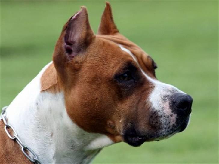 Amerikansk staffordshire terrier Alvarez´s Wild Fire, Nova - Alvarez´s Wild Fire, Nova, Juli 2008. 5 år gammel  billede 8