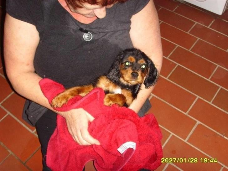 Cavalier king charles spaniel cæsar d 2 - og så skal jeg tørres billede 10
