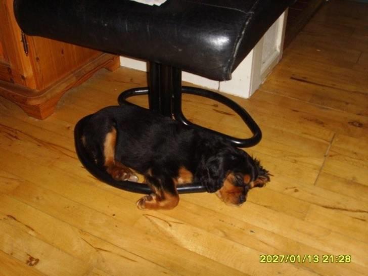 Cavalier king charles spaniel cæsar d 2 - denne stol passer lige til mig billede 11