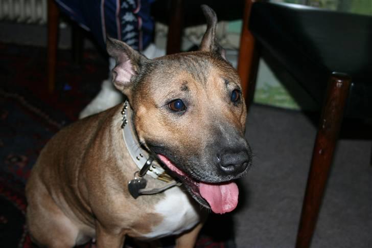 Blanding af racer ally (hos min veninde) *R.I.P* - nyt 2009 billede 19