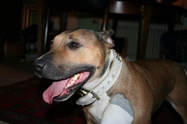 Blanding af racer ally (hos min veninde) *R.I.P* - nyt 2009 billede 20