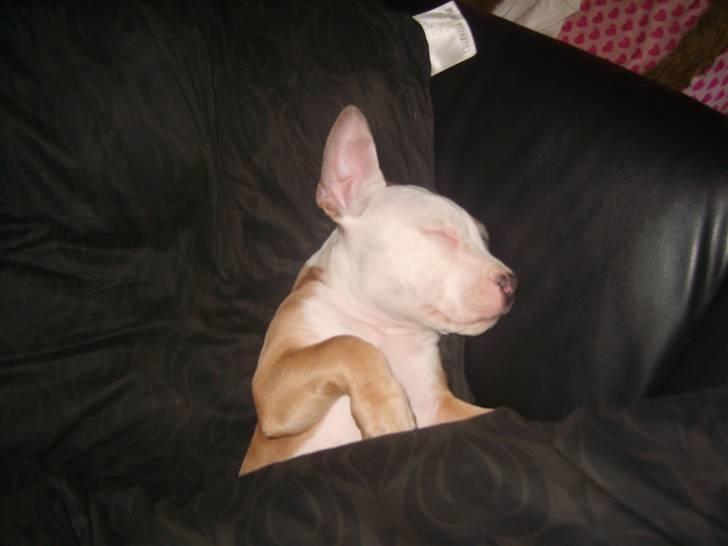 Amerikansk staffordshire terrier Monique billede 4