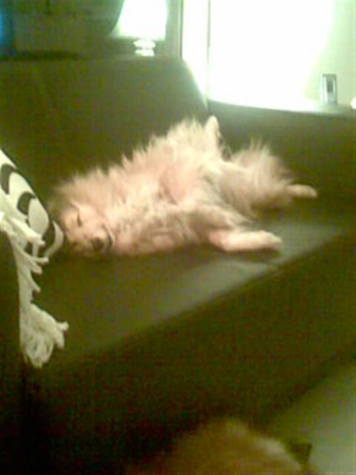 Shetland sheepdog Bia - en dejlig slapper billede 16