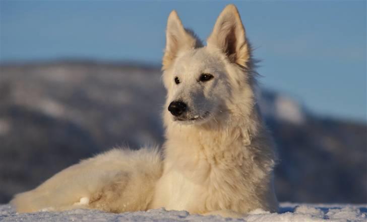 Hvid Schweizisk Hyrdehund Hetolix Q-tips billede 9