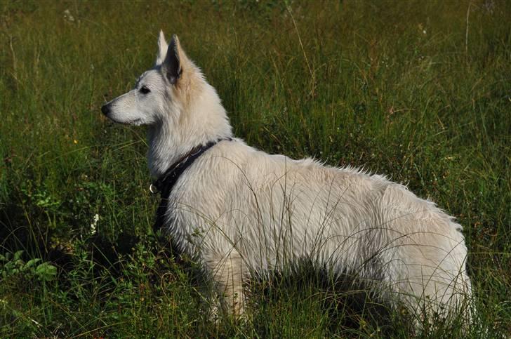 Hvid Schweizisk Hyrdehund Hetolix Q-tips billede 10