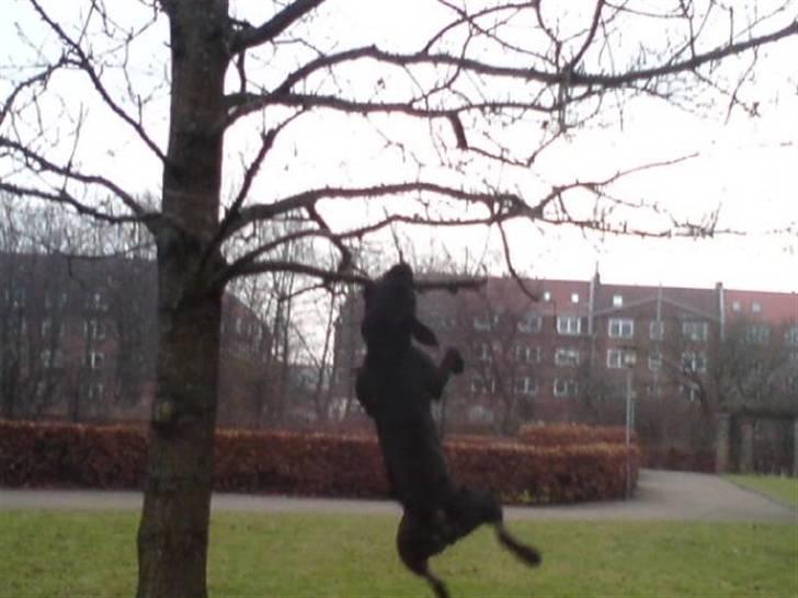 Amerikansk staffordshire terrier Coco billede 1