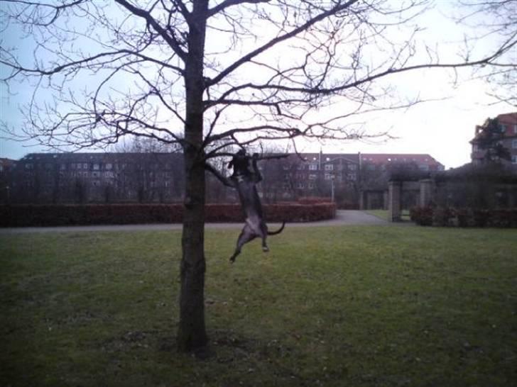 Amerikansk staffordshire terrier Coco billede 2