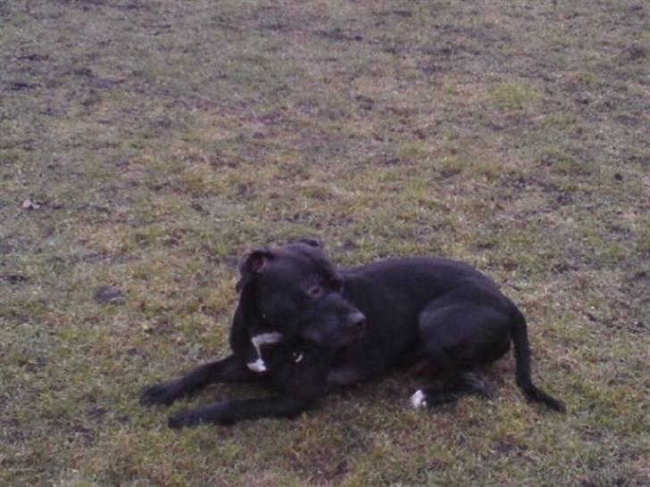 Amerikansk staffordshire terrier Coco billede 3